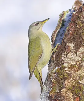 Grey-headed woodpecker (Picus canus)