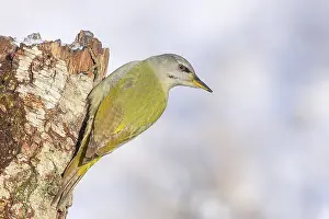 Grey-headed woodpecker (Picus canus)