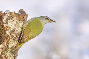 Grey-headed woodpecker (Picus canus)