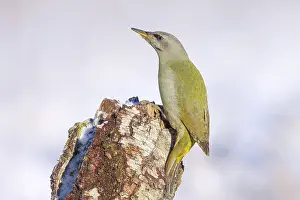 Grey-headed woodpecker (Picus canus)