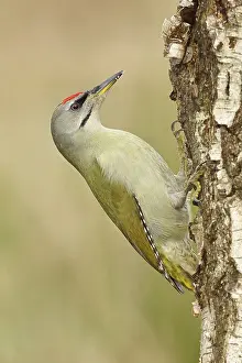 Grey-headed woodpecker (Picus canus)