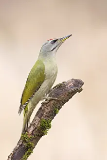 Grey-headed Woodpecker (Picus canus)