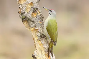 Grey-headed woodpecker (Picus canus)