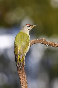 Grey-headed Woodpecker (Picus canus) perched on a branch