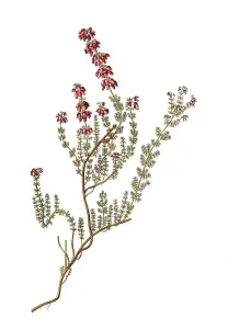 Grey heather, also bell heather (Erica cinerea)