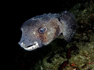 Grey hedgehogfish (Chilomycterus reticulates)