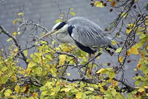 Grey heron