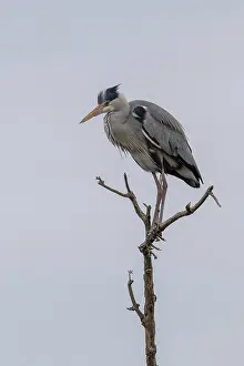 Grey heron (Ardea cinera), sitting on a branch