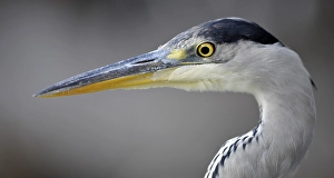 Grey Heron (Ardea cinerea)