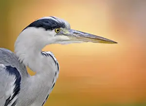 Grey Heron (Ardea cinerea)