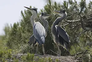Grey heron (Ardea cinerea)