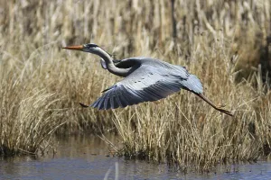 Grey heron (Ardea cinerea)