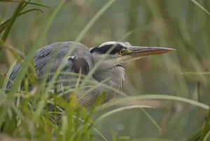Grey heron (Ardea cinerea)