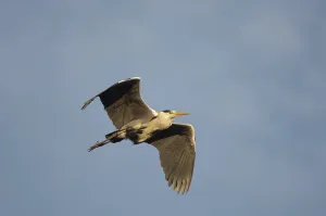 Grey heron (Ardea cinerea)