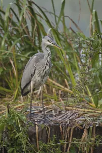 Grey heron (Ardea cinerea)