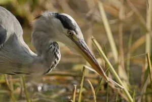 Grey heron (Ardea cinerea)