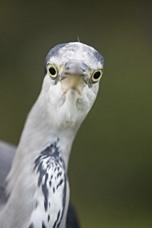 Grey Heron (Ardea cinerea) adult