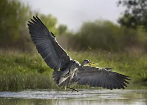 Grey Heron (Ardea cinerea), adult
