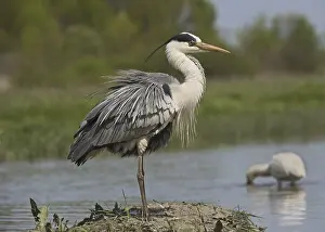 Grey Heron (Ardea cinerea) adult