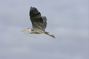 Grey Heron (Ardea cinerea), adult