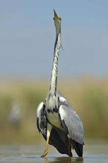 Grey Heron (Ardea cinerea), adult bird displaying