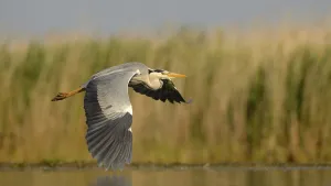 Grey Heron (Ardea cinerea), adult bird in flight