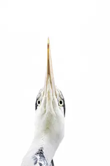 Grey heron (Ardea cinerea) adult bird head portrait