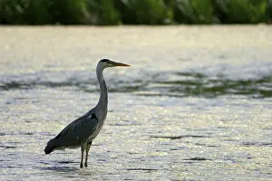 Grey heron (Ardea cinerea), adult bird against the light