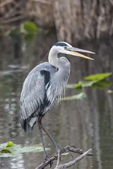 Grey heron (Ardea cinerea), Anhinga Trail