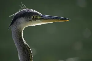 Grey heron (Ardea cinerea), animal portrait