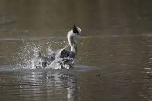 Grey Heron (Ardea cinerea), bathing
