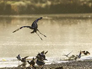 Grey Heron, Ardea cinerea, bird in winter on marshes in winter soft morning light