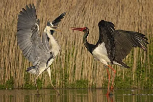 Grey heron (Ardea cinerea) Black stork (Ciconia nigra) fishing