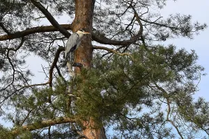 Grey heron (Ardea cinerea) captive