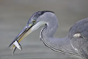 Grey Heron (Ardea cinerea) with caught fish in its beak