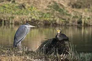 A grey heron (Ardea cinerea) and a cormorant (Phalacrocorax carbo) resting at a pond in spring