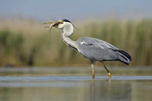 Grey Heron (Ardea cinerea), devouring its prey