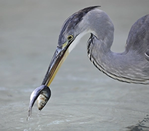 Grey Heron (Ardea cinerea), feeding
