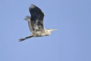 Grey Heron (Ardea cinerea), in flight