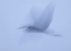 Grey heron (Ardea cinerea) in flight