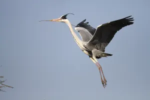 Grey Heron (Ardea cinerea), in flight with a beak for nest-building