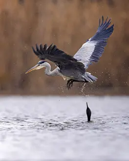 Grey heron (Ardea cinerea) flying