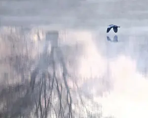 Grey heron (Ardea cinerea), flying