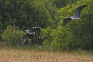 Grey Heron (Ardea cinerea) flying