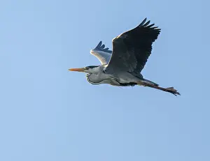 Grey heron (Ardea cinerea), flying
