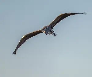Grey heron (Ardea cinerea) flying