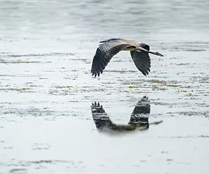 Grey heron (Ardea cinerea) flying over a lake