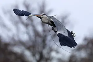 Grey heron (Ardea cinerea) flying with nesting material