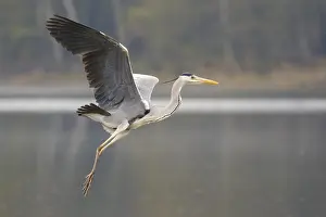 Grey Heron (Ardea cinerea) flying, Poland, Europe