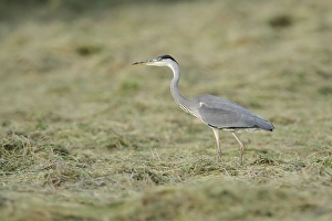Grey Heron (Ardea cinerea) foraging on a cut meadow